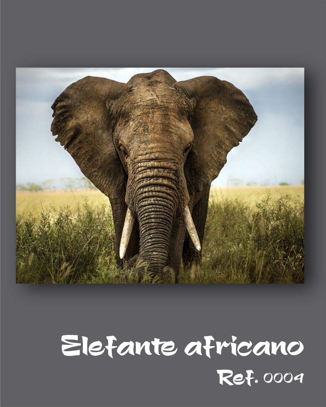 Elefante africano