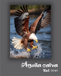 Águila calva