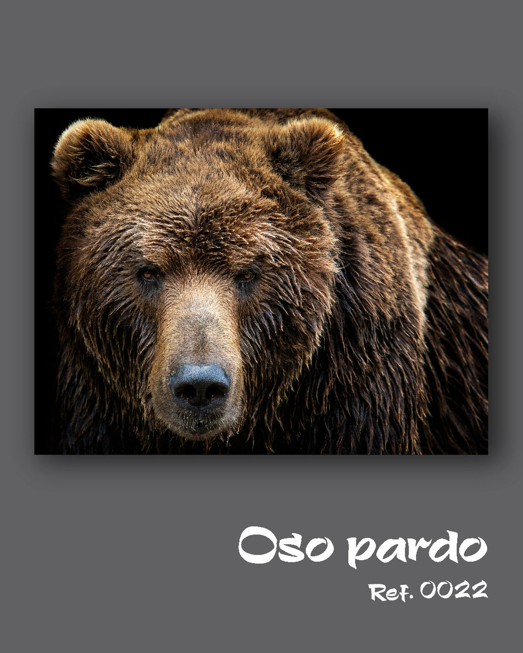 Oso pardo