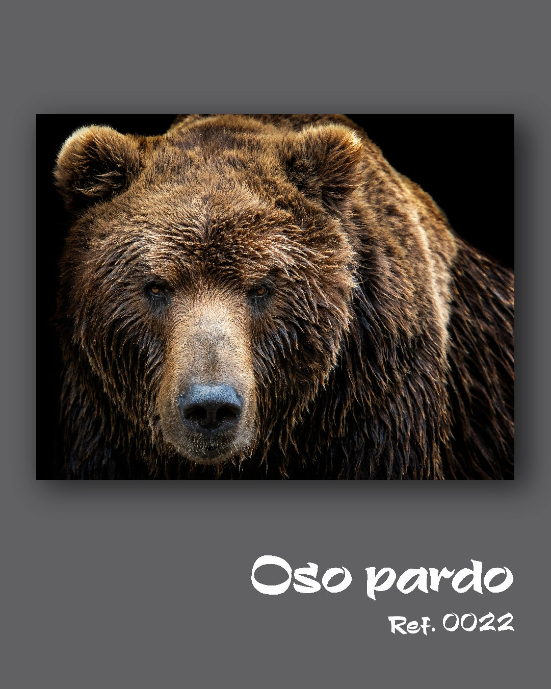 Oso pardo